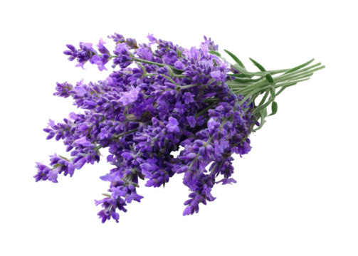 Lavender harvesting process fields natural, isolated on transparent background, png