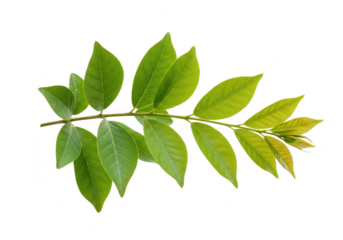Green leaf branch isolated on transparent background