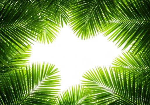 Frame of lush green palm leaves with a bright white center isolated on transparent background