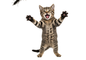 Fototapeta premium Playful kitten jumping to catch a feather, isolated on transparent background