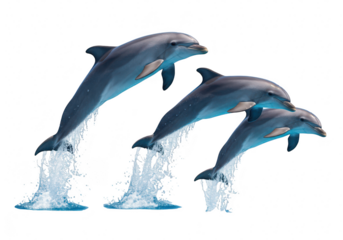 Three dolphins jumping out of the water isolated on transparent background