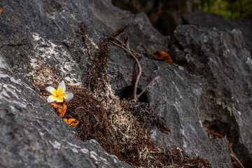 The flower on the limestone rocks of Coron, Palawan, Philippines