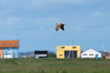 Fototapeta premium Busard des roseaux, Circus aeruginosus, Western Marsh Harrier