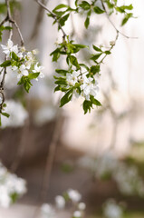 white flowers in spring