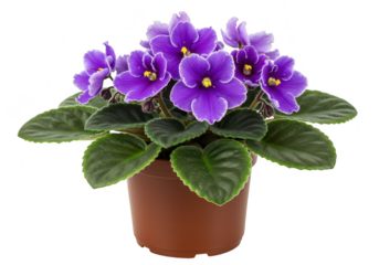 Potted african violet plant with purple flowers isolated on transparent background