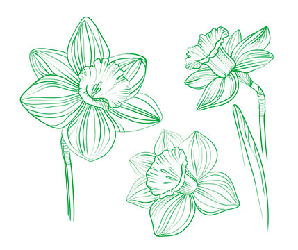 Elegant line art of daffodil flowers. Daffodils in green ink. Minimalist floral illustration for spring themes. 
Good for design and decor. 