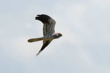Busard cendré,Circus pygargus, Montagu's Harrier, mâle