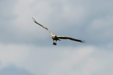 Busard des roseaux,Circus aeruginosus, Western Marsh Harrier