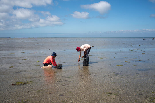 P&ecirc;che &agrave; pied, palourde; ruditapes decussatus, Passage du Gois, baie de Bourgneuf, Vend&eacute;e, 85, France