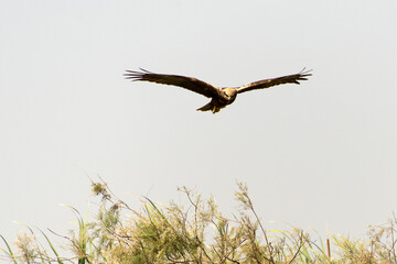 Busard des roseaux,Circus aeruginosus, Western Marsh Harrier