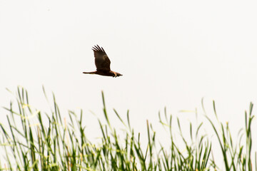 Busard des roseaux,Circus aeruginosus, Western Marsh Harrier
