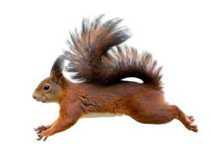 Curious Squirrel in Mid-Leap with Spread Legs, Side View, Transparent Cutout