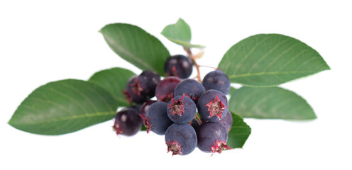 Serviceberry with green leaves isolated on white background. Saskatoon, amelanchier, shadbush, juneberry, irga or sugarplum ripe berries.