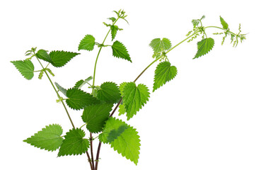 Nettle plant isolated on white background. Green common nettle, burn nettle, stinging nettle or Urtica dioica. Medicinal and culinary herb. Clipping path.