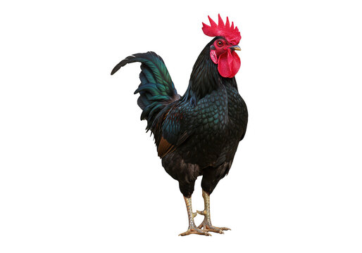 Black rooster with red comb isolated on transparent background