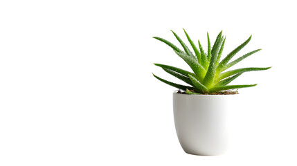 Vibrant green aloe vera plant thrives in a sleek white pot bringing natural beauty and wellness to any modern home or office space