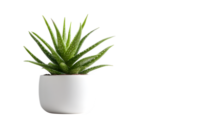 Aloe vera plant in a white pot bringing fresh vibes to your designs, adding a touch of greenery and wellness to any project with this calming botanical