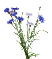 Fototapeta premium Blue Cornflower isolated on white background. Centaurea cyanus or bachelor's button flowers.