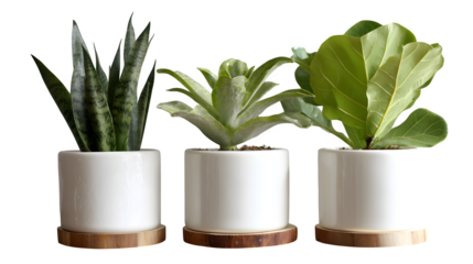 Refresh your space with this trio of elegant, modern potted plants featuring a snake plant, succulent, and fiddle leaf fig for a vibrant, natural home or office aesthetic.