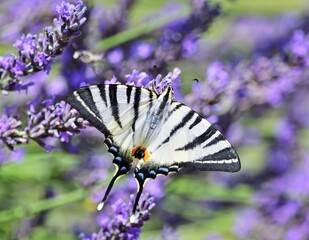 Segelfalter (Iphiclides podalirius) auf Lavendel