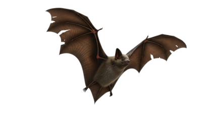 A brown bat in flight, wings outstretched, against a white background.  Its fur is visible, and it appears to be mid-flight.
