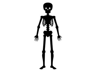 Silhouette of a human skeleton.
