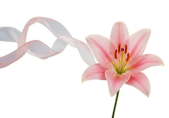 Naklejka premium Pink lily flower with a flowing silk ribbon isolated on transparent background
