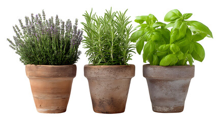 Fresh culinary herbs lavender rosemary basil in rustic pots evoke natural freshness and garden bounty for healthy cooking and home decor inspiration