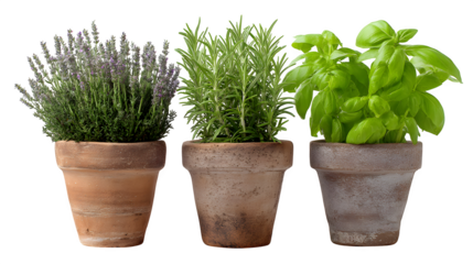Fresh culinary herbs lavender rosemary basil in rustic pots evoke natural freshness and garden bounty for healthy cooking and home decor inspiration