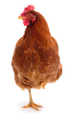 Fototapeta premium Brown chicken standing on one leg isolated on white background