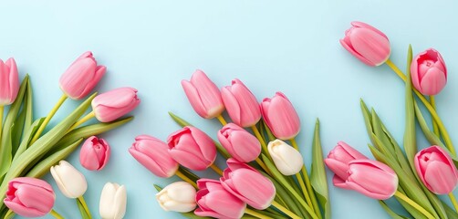Obraz premium Pastel blue background, pink & white tulips bouquet flat lay Spring floral composition Valentine's, Easter, birthday, Mother's Day card design, bloom, floral