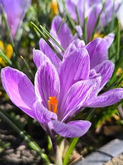 The striped lilac crocus flower bloomed in the garden on a spring afternoon.