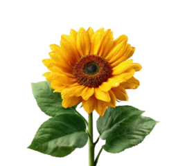 Vibrant sunflower blooms nature bright environment