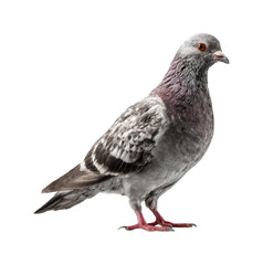 Naklejka premium Pigeon eating seeds urban park wildlife natural