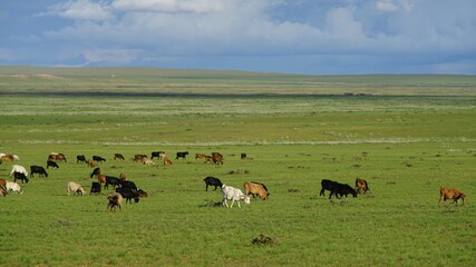 ヤギ、ヒツジの放牧