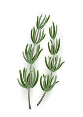 Closeup image of a sprig of rosemary on a white background