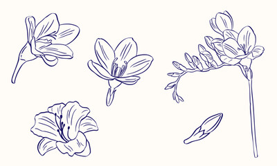 Freesia flower hand drawn sketch illustration - vector collection © gurlinthetri