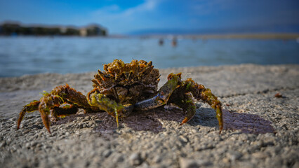 Close-up of a large crab covered in algae resting on a concrete surface near the sea, with blurred people swimming in the background
