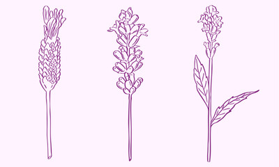 lavender flowers hand drawn sketch illustration vector set
