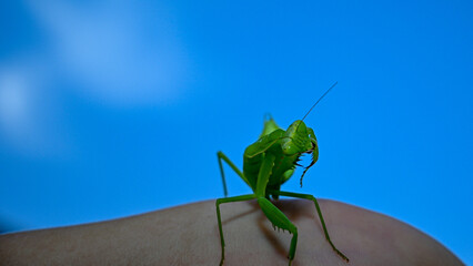 European mantis  mantis religiosa standing on a hand with blue sky background