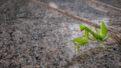 Close-up of a bright green praying mantis standing on a stone surface