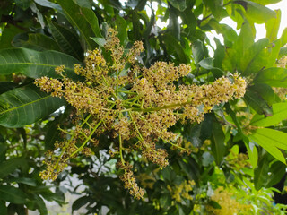 Mango flower stock photo.