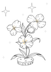 Vector flowers lineart with transparant background