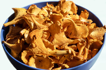 Vibrant orange chanterelle mushrooms piled in a blue bowl, showcasing their unique textures and shapes, perfect for culinary use and gourmet dishes, Cantharellus cibarius, girolle