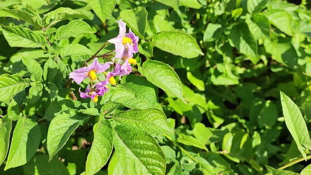 flowering potato on a sunny summer day