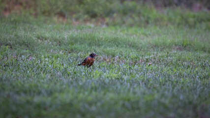 Robin feeding on the grass.