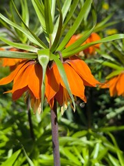 Flowering Fritillaria with delicate orange drooping flowers in the garden