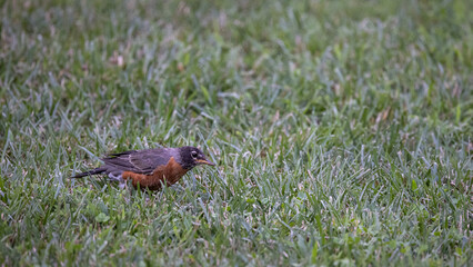 Robin bird in the grass.