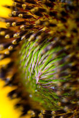 close up of a sunflower