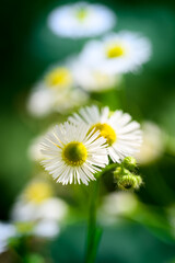 daisy flower closeup
